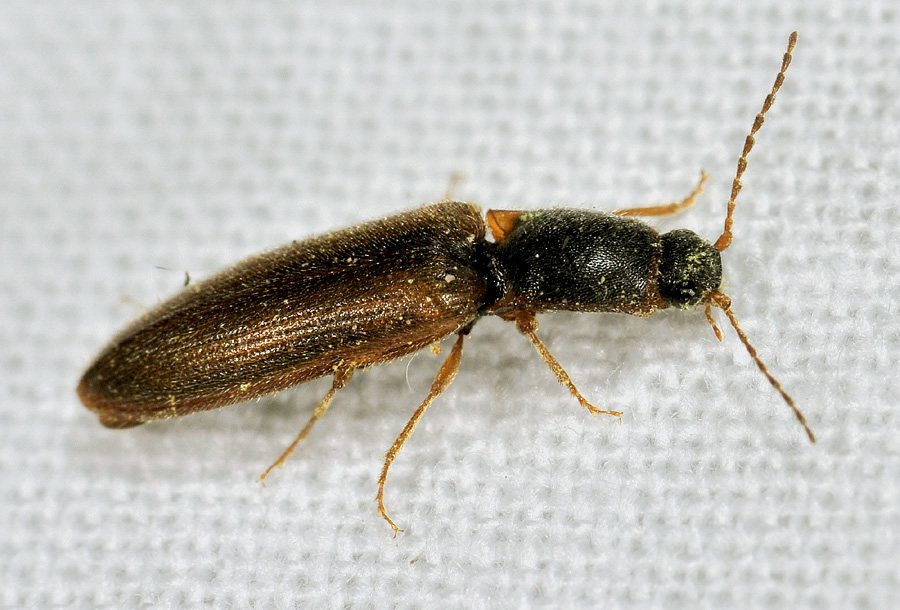 Elateridae:  Athous spp. e Pheletes quercus